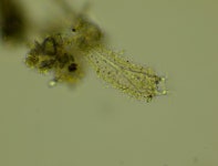 Tintinnidium fluviatile from Tsawwassen, Delta, BC, Canada on 2022년 12월 31일 (토) at 11:54 오전 by Bettina Harvey. possibly...