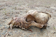 개 in 5월 2023 by Sophia · iNaturalist 개 (Canis familiaris)
