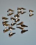 댕기물떼새 from Petten, Niederlande on 2023년 09월 06일 (수) at 06:58 오후 by Francis Birlenbach. in flooded fields...