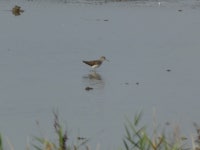 삑삑도요 from Newport, UK on 2023년 09월 06일 (수) at 09:21 오전 by petehawkins · iNaturalist 삑삑도요 (Tringa ochropus)