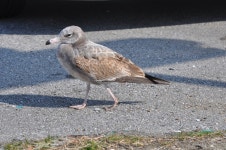괭이갈매기 from Choshi, Chiba, Japan on 2011년 02월 03일 (목) by Cin-Ty Lee · iNaturalist 괭이갈매기 (Larus crassirostris)
