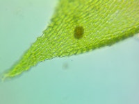 Missouri Guide - Moss - Serpoleskea sp. · iNaturalist Missouri Guide - Moss - Serpoleskea sp.