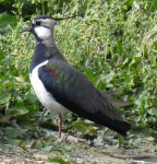 댕기물떼새 from Rutland, UK on 2024년 04월 13일 (토) at 03:25 오후 by Mishanook · iNaturalist 댕기물떼새 (Vanellus vanellus)