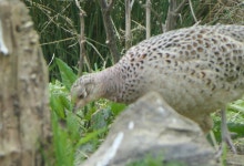 꿩 from Lyndon Visitor Centre Lyndon Hill, Oakham LE15 8RN, UK on 2024년 04월 27일 (토) at 02:44 오후 by Pete Bradshaw...