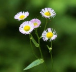 봄망초 from Goodyear Heights Metro Park on 2016년 06월 03일 (금) by thill · iNaturalist 봄망초 (Erigeron philadelphicus)
