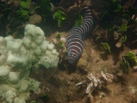 Gymnomuraena zebra from kawaihae harbor, HI, USA on 2024년 06월 19일 (수) at 11:32 오전 by hai v on · iNaturalist Gymnomuraena...