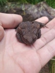 제부록(JE BU' ROK) | Bufo spinosus from Seven Oaks S, Jersey JE3, Jersey on 2024년 07월 12일 (금) at 11:35 오전 by D. Rafael S. Fernandes...