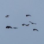 댕기물떼새 from Rutland, UK on 2024년 12월 12일 (목) at 07:07 오전 by Paul · iNaturalist 댕기물떼새 (Vanellus vanellus)
