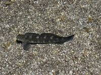 Istiblennius zebra in 12월 2024 by Kyhl Austin · iNaturalist Istiblennius zebra