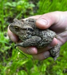 유럽두꺼비 from Дніпро, Дніпропетровська... 오후 by Serhii Nazimov · iNaturalist 유럽두꺼비 (Bufo bufo)