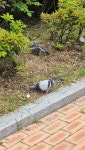 집비둘기 from 대한민국 경기도 용인시 수지구 신봉1로71번길 on 2025년 05월 29일 (목) at 11:54 오전 by 천지영 · iNaturalist...
