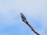 백강철물 | Cacomantis flabelliformis from Brisbane QLD, Australia on 2025년 07월 22일 (화) at 10:43 오전 by Lucas Christofides...