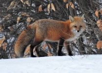 은여우 from Town of Rockingham, VT, USA on 2017년 02월 23일 (목) at 06:33 오전 by joannerusso · iNaturalist 은여우...