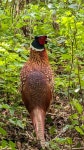 꿩 from Edinburgh EH8, UK on 2026년 04월 18일 (토) at 01:56 오후 by Caitlyn Chojnacki · iNaturalist 꿩 (Phasianus colchicus)