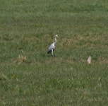 삼가리 133 정자 | 왜가리 from 1353 Dražica, Slovenia on 2020년 04월 10일 (금) at 02:08 오후 by Dean Zagorac · iNaturalist 왜가리 (Ardea cinerea)