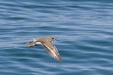 깝작도요 from Helgoland, Deutschland on 2026년 05월 19일 (화) at 12:51 오후 by Iridescence · iNaturalist 깝작도요 (Actitis...