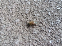 양봉꿀벌 from University of California Irvine, Irvine, CA, US... 오전 by summersilence · iNaturalist 양봉꿀벌 (Apis mellifera)