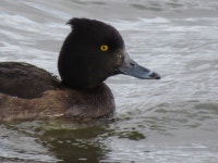 댕기흰죽지 from rspb old moor on 2014년 02월 01일 (토) by Mella, Pete · iNaturalist 댕기흰죽지 (Aythya fuligula)