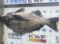 (곤리,풍화)신광레져 52, 51, 48외 감성돔 조황