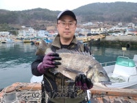 (((연명다경레저)))13팀출조10팀대물감성돔52/51/49외손맛조황