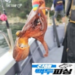 백두피싱호 | 진해 백두피싱 내일 화요일 문어낚시 함께하실분 모십니다