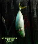 8.27부산동삼어촌체험마을 좌대야간조황입니다.