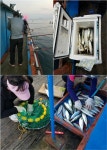 마산원전선상콘도 고등어,메가리조황입니다.