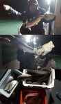 등대낚시잡화슈퍼 | 야간 슈퍼 전갱이 조황.