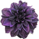 Must Have Large 7 inch Deep Purple Dinner Plate Dahlia Silk Flower Brooch Pin from OceansEdge11 | AccuWeather Shop oceansEdge11...