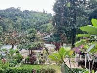 더보타니아 | On the doorstep of Gunung Leuser National Park - Review of Jungle River House, Bukit Lawang, Indonesia - Tripadvisor