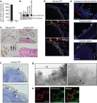Uptake through glycoprotein 2 of FimH+ bacteria by M cells... of FimH+ bacteria by M cells initiates mucosal immune response...