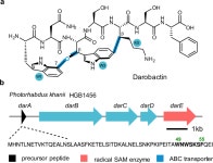 Radical SAM-dependent ether crosslink in daropeptide... SAM-dependent ether crosslink in daropeptide biosynthesis - Nature...