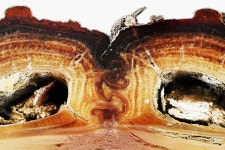 How the ‘Diabolical’ Beetle Survives Being Run Over by a Car | WIRED How the ‘Diabolical’ Beetle Survives Being Run Over...