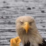 이글드림팀 이라감 | America Team America GIF - America Team America Eagle - GIF 탐색 및 공유