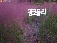 핑크빛 물든 잠원 한강공원 '핑크뮬리 그라스 정원' | 서울시 - 내 손안에 서울
