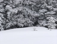Blanc comme neige :: Behance Blanc comme neige - Line MESSIEZ-POCHE