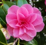 POTD 5/1. In The Pink | by Dusty Craig | Medium POTD 5/1