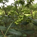 산초나무