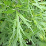 야산청결참쑥 | 쑥