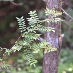 산초나무