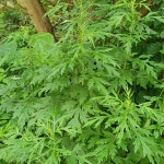 야산청결참쑥 | 쑥