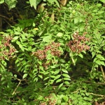 산초나무