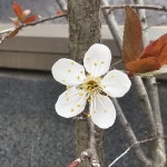 자엽자두