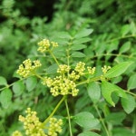 산초나무