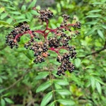 산초나무