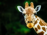 Denver Zoo Launches Virtual Experience With Videos, Activities | Denver, CO Patch Denver Zoo Launches Virtual Experience With...