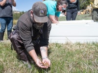 Denver Zoo Breeds, Releases More Than 600 Endangered Toads | Denver, CO Patch Denver Zoo Breeds, Releases More Than 600...