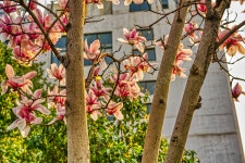왕춘 배경 일러스트, 왕춘 사진 벡터 및 PSD 파일 무료 다운로드 | Pngtree
