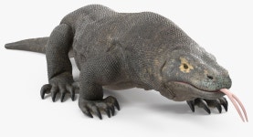 Komodo Dragon Walking Pose 3D Model 3D 모델 $129 - .3ds .blend .c4d .fbx .ma .obj .max .gltf .usdz - Free3D
