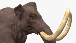 Mammoth Walking Pose 3D 모델 $149 - .3ds .blend .c4d .fbx .max .ma .lxo .obj - Free3D